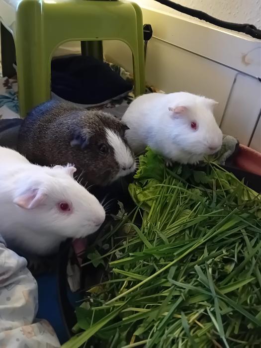 Klicke auf die Grafik f�r eine gr��ere Ansicht

Name:	IMG-20260329-WA0065.jpg
Hits:	0
Gr��e:	202,3 KB
ID:	216542