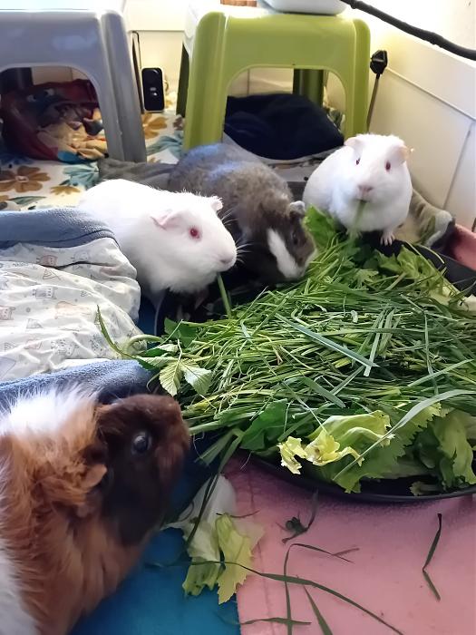 Klicke auf die Grafik f�r eine gr��ere Ansicht

Name:	IMG-20260329-WA0059.jpg
Hits:	0
Gr��e:	272,1 KB
ID:	216543