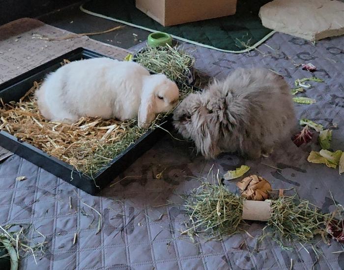 Klicke auf die Grafik f�r eine gr��ere Ansicht

Name:	20260223_172425.jpg
Hits:	0
Gr��e:	80,5 KB
ID:	216554