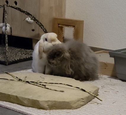 Klicke auf die Grafik f�r eine gr��ere Ansicht

Name:	20260324_185243(2).jpg
Hits:	3
Gr��e:	64,0 KB
ID:	216565