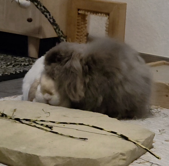 Klicke auf die Grafik f�r eine gr��ere Ansicht

Name:	20260324_185243(1).jpg
Hits:	3
Gr��e:	101,5 KB
ID:	216566