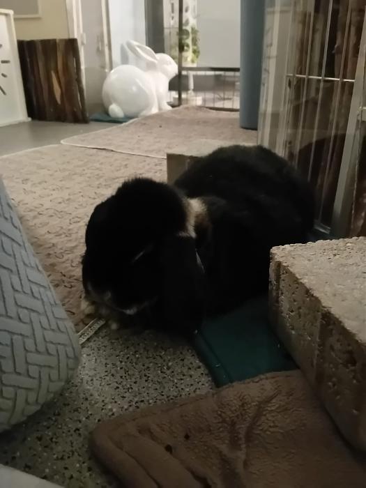 Klicke auf die Grafik f�r eine gr��ere Ansicht

Name:	IMG-20260405-WA0050.jpg
Hits:	0
Gr��e:	154,5 KB
ID:	216580