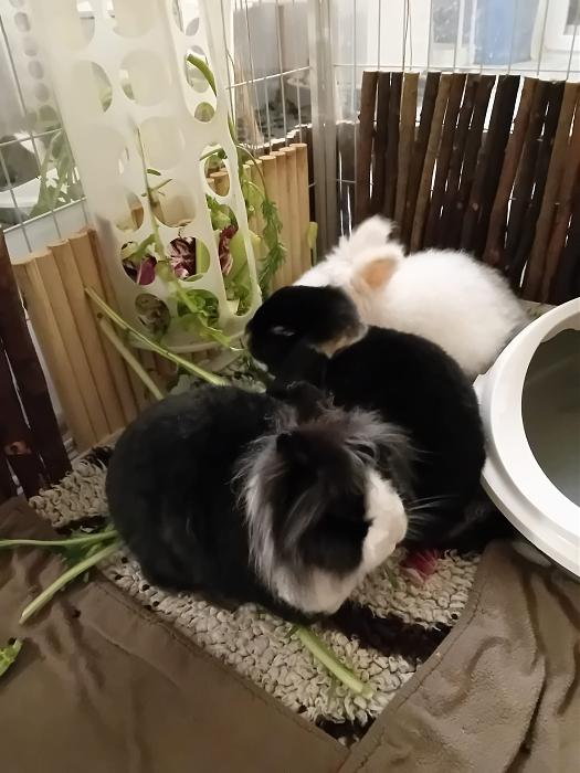 Klicke auf die Grafik f�r eine gr��ere Ansicht

Name:	IMG-20260405-WA0046.jpg
Hits:	0
Gr��e:	201,3 KB
ID:	216582