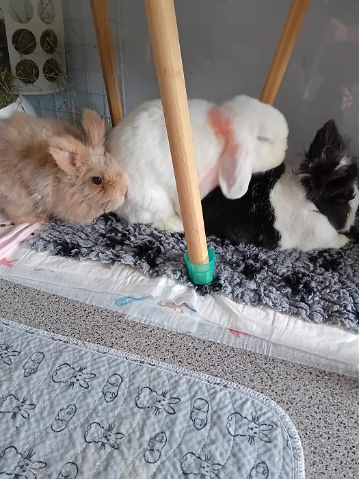 Klicke auf die Grafik f�r eine gr��ere Ansicht

Name:	IMG-20260405-WA0060.jpg
Hits:	0
Gr��e:	309,4 KB
ID:	216586