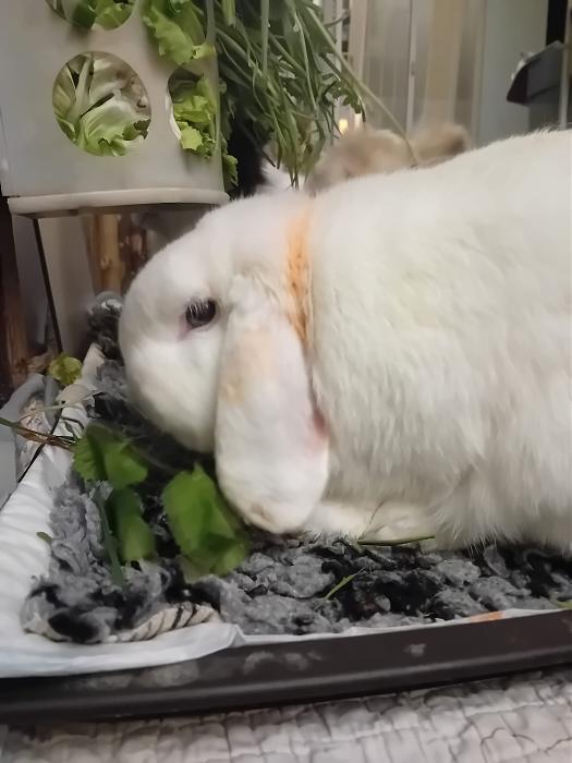 Klicke auf die Grafik f�r eine gr��ere Ansicht

Name:	IMG-20260405-WA0049.jpg
Hits:	0
Gr��e:	169,1 KB
ID:	216588