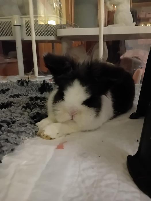 Klicke auf die Grafik f�r eine gr��ere Ansicht

Name:	IMG-20260405-WA0047.jpg
Hits:	1
Gr��e:	136,1 KB
ID:	216589