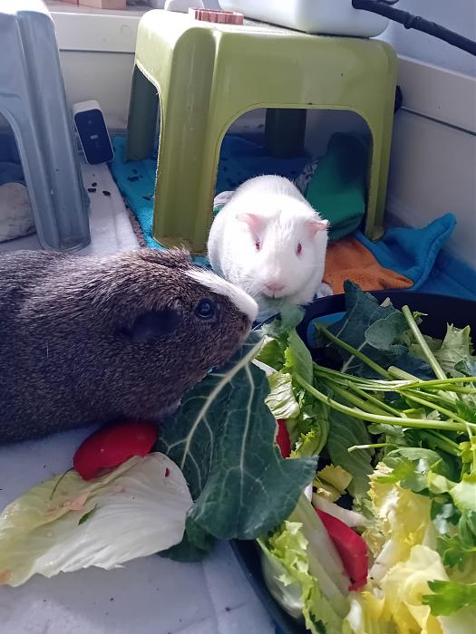 Klicke auf die Grafik f�r eine gr��ere Ansicht

Name:	IMG-20260405-WA0059.jpg
Hits:	0
Gr��e:	248,0 KB
ID:	216590