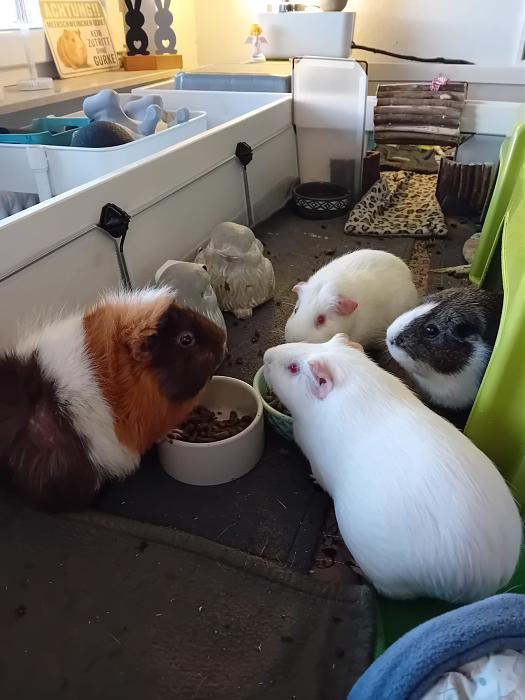 Klicke auf die Grafik f�r eine gr��ere Ansicht

Name:	IMG-20260405-WA0053.jpg
Hits:	0
Gr��e:	200,1 KB
ID:	216592