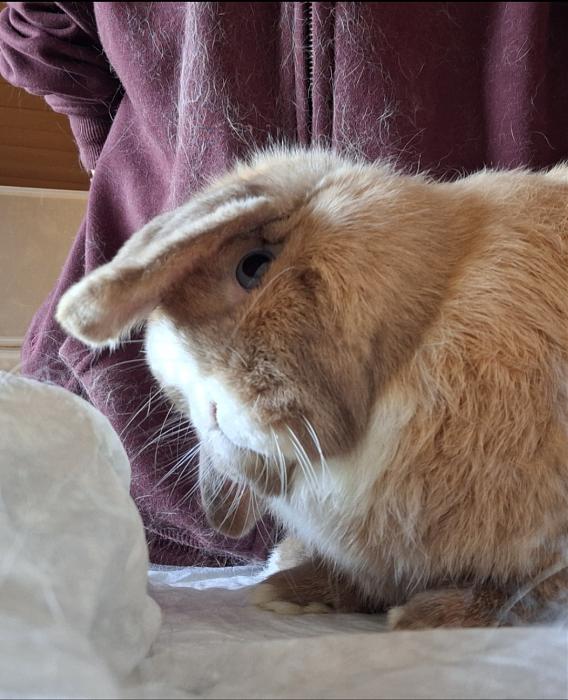 Klicke auf die Grafik f�r eine gr��ere Ansicht

Name:	Screenshot_20260411_174812_Gallery.jpg
Hits:	1
Gr��e:	154,1 KB
ID:	216610