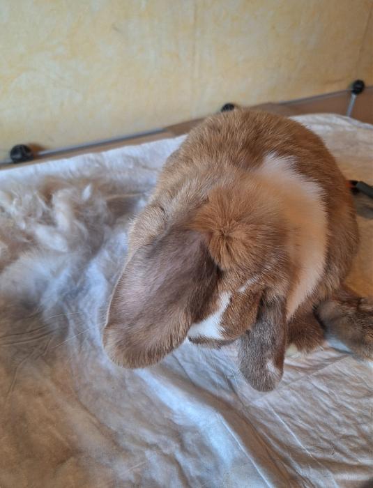 Klicke auf die Grafik f�r eine gr��ere Ansicht

Name:	Screenshot_20260411_221757_Gallery.jpg
Hits:	1
Gr��e:	117,9 KB
ID:	216611