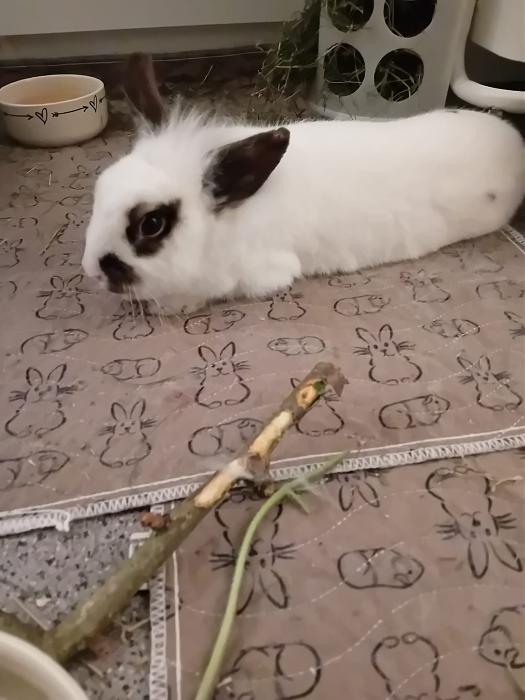 Klicke auf die Grafik f�r eine gr��ere Ansicht

Name:	IMG-20260412-WA0051.jpg
Hits:	0
Gr��e:	176,8 KB
ID:	216613