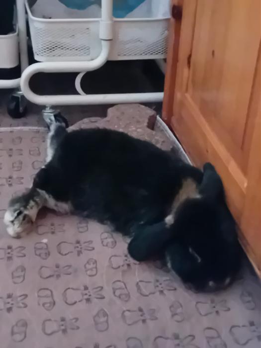 Klicke auf die Grafik f�r eine gr��ere Ansicht

Name:	IMG-20260412-WA0058.jpg
Hits:	0
Gr��e:	122,6 KB
ID:	216614