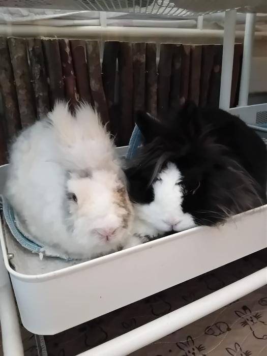 Klicke auf die Grafik f�r eine gr��ere Ansicht

Name:	IMG-20260412-WA0056.jpg
Hits:	0
Gr��e:	148,5 KB
ID:	216615