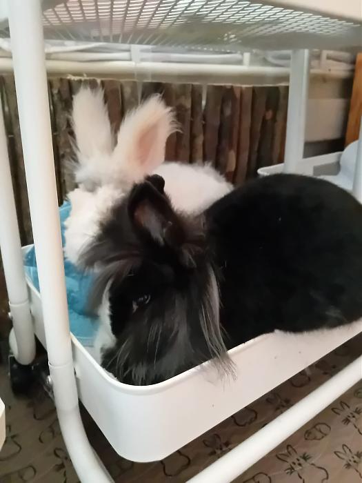 Klicke auf die Grafik f�r eine gr��ere Ansicht

Name:	IMG-20260412-WA0050.jpg
Hits:	0
Gr��e:	161,4 KB
ID:	216617