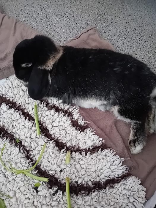 Klicke auf die Grafik f�r eine gr��ere Ansicht

Name:	IMG-20260412-WA0047.jpg
Hits:	0
Gr��e:	315,6 KB
ID:	216619