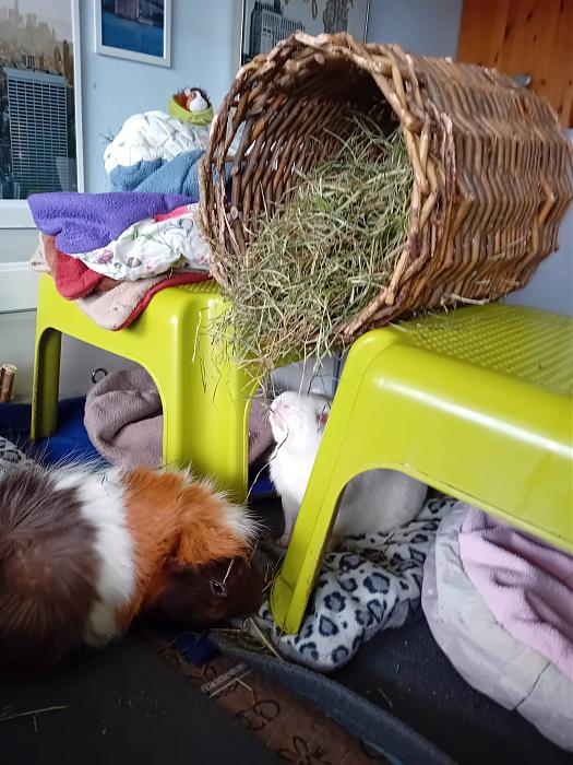 Klicke auf die Grafik f�r eine gr��ere Ansicht

Name:	IMG-20260412-WA0049.jpg
Hits:	0
Gr��e:	294,8 KB
ID:	216623