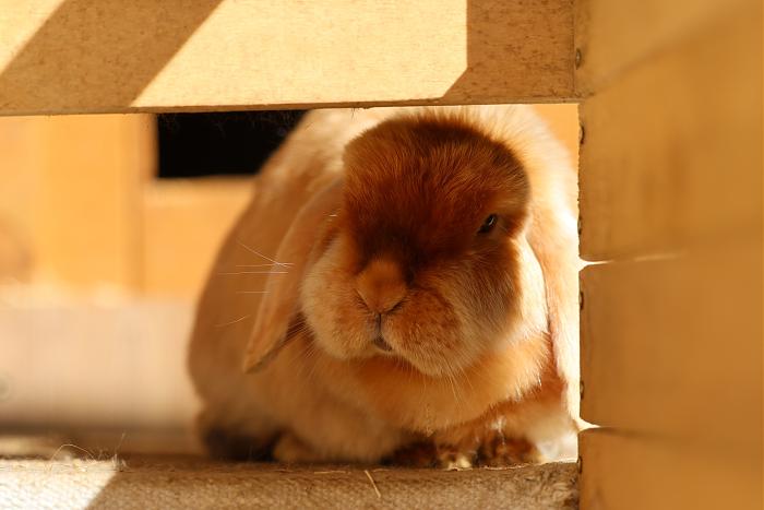 Klicke auf die Grafik f�r eine gr��ere Ansicht

Name:	Bella.jpg
Hits:	0
Gr��e:	119,1 KB
ID:	216626