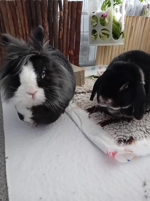 Klicke auf die Grafik f�r eine gr��ere Ansicht

Name:	IMG-20260419-WA0071.jpg
Hits:	0
Gr��e:	183,5 KB
ID:	216640