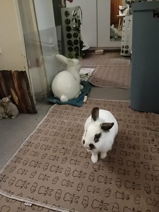 Klicke auf die Grafik f�r eine gr��ere Ansicht

Name:	IMG-20260419-WA0066.jpg
Hits:	0
Gr��e:	202,5 KB
ID:	216641