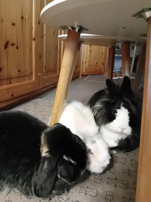 Klicke auf die Grafik f�r eine gr��ere Ansicht

Name:	IMG-20260419-WA0058.jpg
Hits:	0
Gr��e:	157,2 KB
ID:	216643