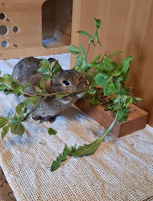 Klicke auf die Grafik f�r eine gr��ere Ansicht

Name:	Screenshot_20260419_163406_Gallery.jpg
Hits:	0
Gr��e:	253,0 KB
ID:	216660