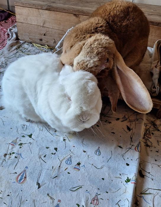 Klicke auf die Grafik f�r eine gr��ere Ansicht

Name:	Screenshot_20260425_225505_Gallery.jpg
Hits:	0
Gr��e:	204,5 KB
ID:	216676