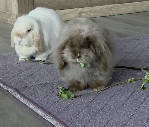 Klicke auf die Grafik f�r eine gr��ere Ansicht

Name:	20260418_200348.jpg
Hits:	22
Gr��e:	98,6 KB
ID:	216680