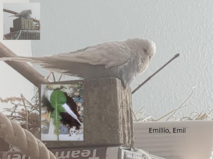 Klicke auf die Grafik f�r eine gr��ere Ansicht

Name:	emils-letzte-reise.jpg
Hits:	0
Gr��e:	84,5 KB
ID:	216684
