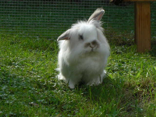 Klicke auf die Grafik fr eine grere Ansicht

Name:	Kaninchen 025.jpg
Hits:	0
Gre:	63,5 KB
ID:	24073