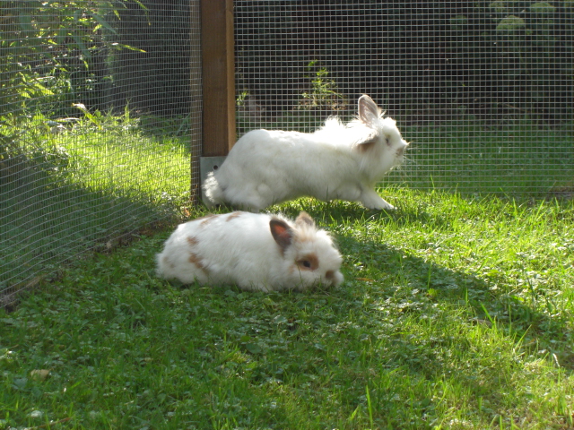 Klicke auf die Grafik fr eine grere Ansicht

Name:	Kaninchen 022.jpg
Hits:	0
Gre:	76,2 KB
ID:	24077