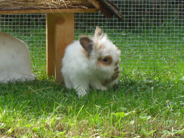 Klicke auf die Grafik fr eine grere Ansicht

Name:	Kaninchen 017.jpg
Hits:	0
Gre:	72,9 KB
ID:	24078
