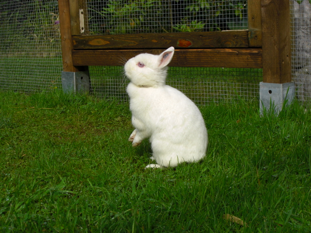 Klicke auf die Grafik fr eine grere Ansicht

Name:	Kaninchen 012.jpg
Hits:	0
Gre:	63,4 KB
ID:	24079