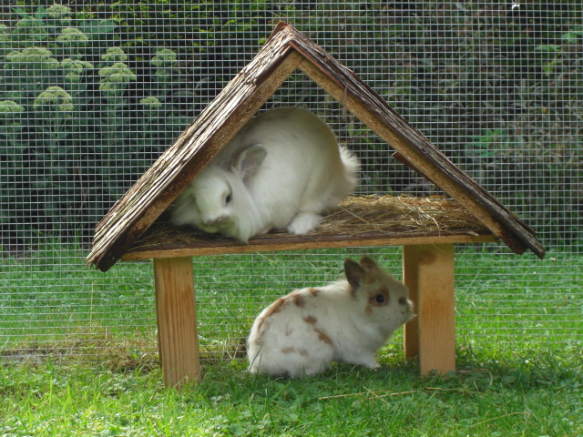 Klicke auf die Grafik fr eine grere Ansicht

Name:	Kaninchen 019.jpg
Hits:	0
Gre:	81,8 KB
ID:	24081
