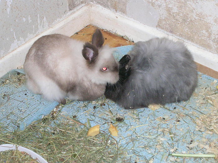 Klicke auf die Grafik fr eine grere Ansicht

Name:	Mary lou, Muffin, Paul 143.jpg
Hits:	1
Gre:	80,0 KB
ID:	24400
