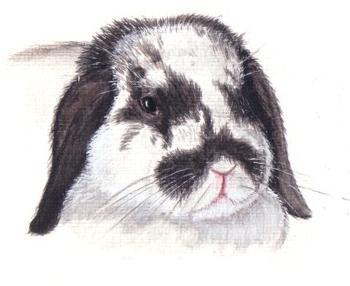 Klicke auf die Grafik fr eine grere Ansicht

Name:	Finchen Avatar.jpg
Hits:	1
Gre:	14,8 KB
ID:	25833