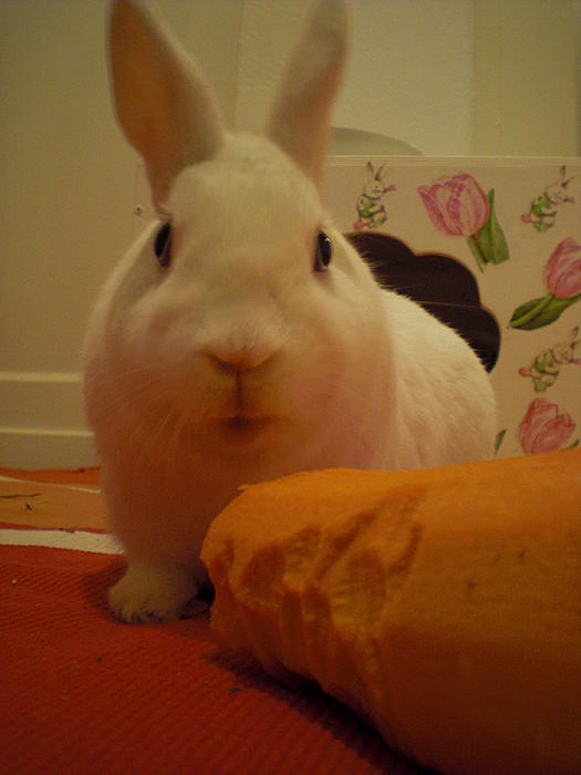 Klicke auf die Grafik fr eine grere Ansicht

Name:	CIMG3280.jpg
Hits:	0
Gre:	20,3 KB
ID:	29145