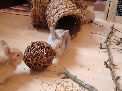 Klicke auf die Grafik fr eine grere Ansicht

Name:	P1070434.JPG
Hits:	10
Gre:	70,2 KB
ID:	32552