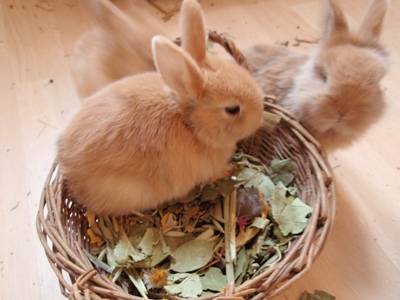 Klicke auf die Grafik fr eine grere Ansicht

Name:	P1070431.JPG
Hits:	9
Gre:	60,8 KB
ID:	32554