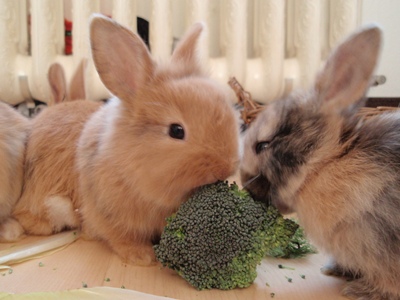 Klicke auf die Grafik fr eine grere Ansicht

Name:	B.4 Wochen.JPG
Hits:	8
Gre:	58,4 KB
ID:	32841