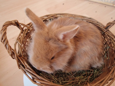 Klicke auf die Grafik fr eine grere Ansicht

Name:	C.4 Wochen.JPG
Hits:	8
Gre:	63,6 KB
ID:	32842