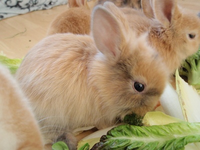 Klicke auf die Grafik fr eine grere Ansicht

Name:	D.4 Wochen.JPG
Hits:	8
Gre:	57,9 KB
ID:	32843