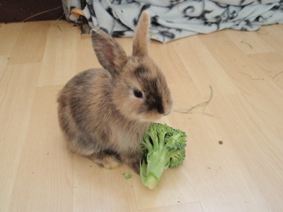 Klicke auf die Grafik fr eine grere Ansicht

Name:	F.4 Wochen.JPG
Hits:	8
Gre:	50,5 KB
ID:	32844