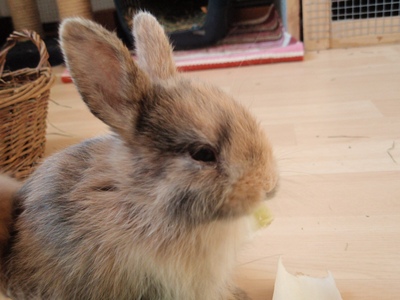 Klicke auf die Grafik fr eine grere Ansicht

Name:	G.4 Wochen.JPG
Hits:	8
Gre:	55,9 KB
ID:	32845