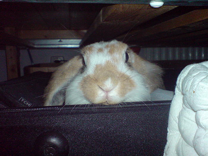 Klicke auf die Grafik fr eine grere Ansicht

Name:	DSC08989.jpg
Hits:	3
Gre:	62,6 KB
ID:	37463