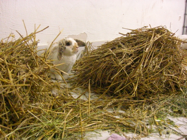 Klicke auf die Grafik fr eine grere Ansicht

Name:	Kaninchen (Draussis) 6.7.12 016.jpg
Hits:	0
Gre:	74,3 KB
ID:	42600