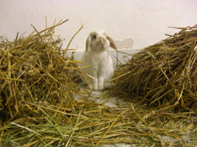 Klicke auf die Grafik fr eine grere Ansicht

Name:	Kaninchen (Draussis) 6.7.12 023.jpg
Hits:	0
Gre:	62,2 KB
ID:	42601