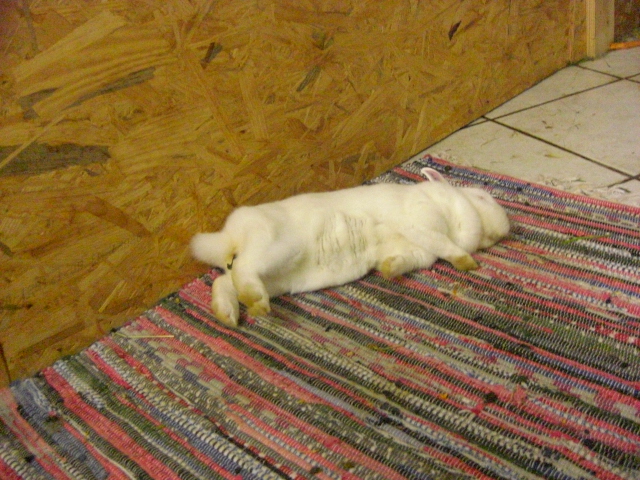Klicke auf die Grafik fr eine grere Ansicht

Name:	Kaninchen (Draussis) 6.7.12 011.jpg
Hits:	0
Gre:	62,8 KB
ID:	42603