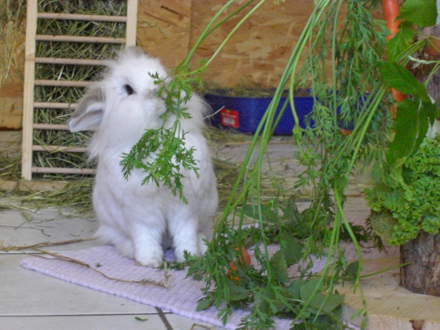 Klicke auf die Grafik fr eine grere Ansicht

Name:	Kaninchen und Infostand 044.jpg
Hits:	1
Gre:	57,1 KB
ID:	42759
