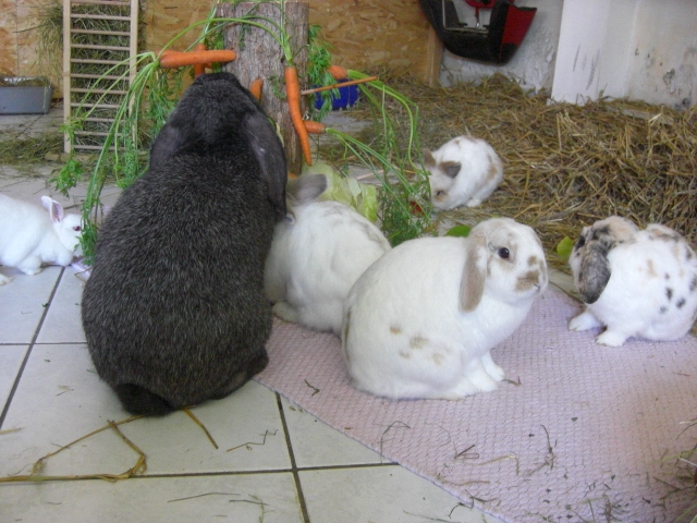 Klicke auf die Grafik fr eine grere Ansicht

Name:	Kaninchen und Infostand 054.jpg
Hits:	0
Gre:	51,5 KB
ID:	42760
