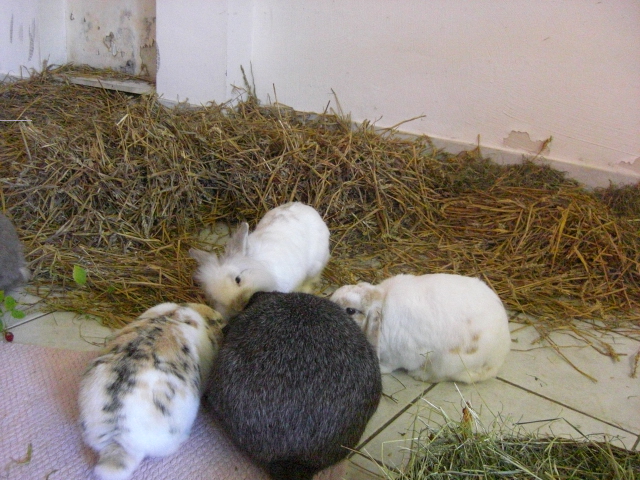 Klicke auf die Grafik fr eine grere Ansicht

Name:	Kaninchen und Infostand 060.jpg
Hits:	0
Gre:	57,6 KB
ID:	42762